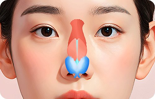 지지대 연골 코성형 정면 애니메이션