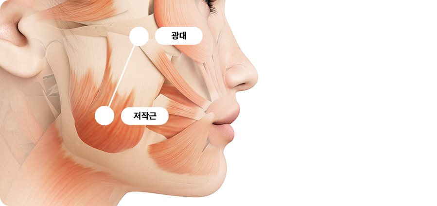 광대와 저작근이 표시된 얼굴 근육 해부 그림