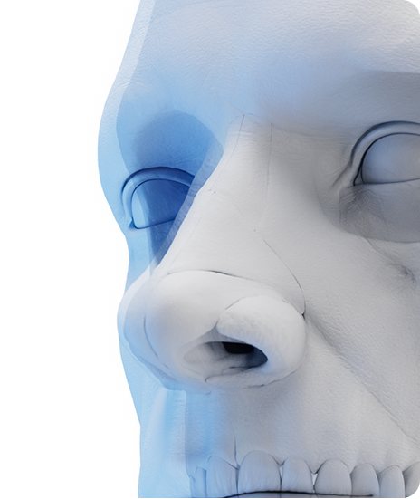 비중격 연골 위치를 보여주는 두개골·코 3D 일러스트