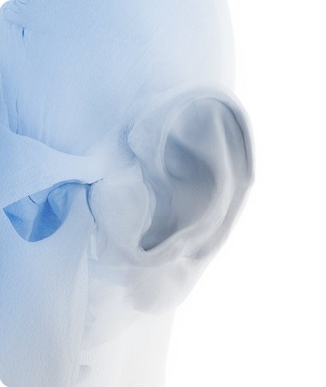 귀연골 위치를 보여주는 귀 3D 일러스트