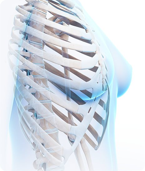 늑연골 위치를 보여주는 흉곽 3D 일러스트